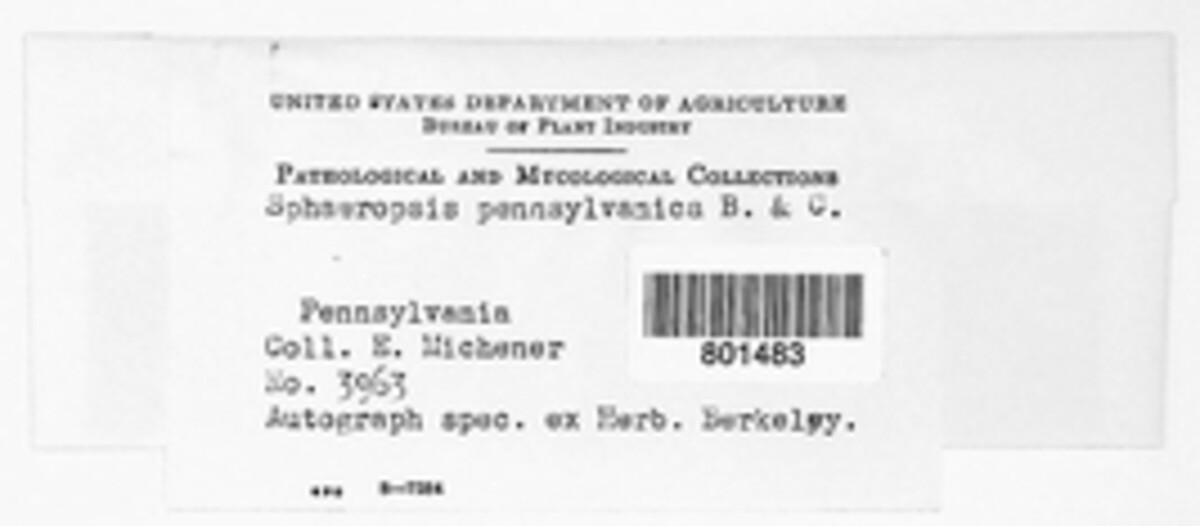 Aplosporella pennsylvanica image